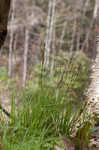 Blue Ridge sedge